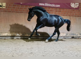 German Riding Horse, Stallion, 2 years, 16,1 hh, Black