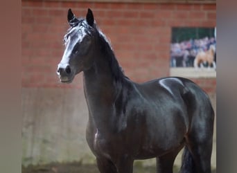 German Riding Horse, Stallion, 2 years, 16,1 hh, Black