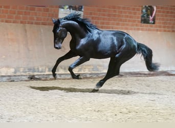 German Riding Horse, Stallion, 2 years, 16,1 hh, Black