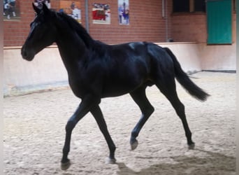 German Riding Horse, Stallion, 2 years, 16,1 hh, Black