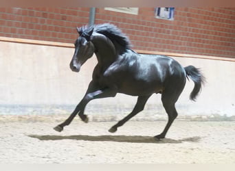 German Riding Horse, Stallion, 2 years, 16,1 hh, Black