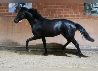 German Riding Horse, Stallion, 2 years, 16,1 hh, Black