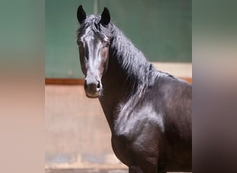 German Riding Horse, Stallion, 2 years, 16,1 hh, Black