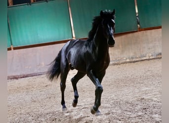 German Riding Horse, Stallion, 2 years, 16,1 hh, Black