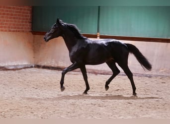 German Riding Horse, Stallion, 2 years, 16,1 hh, Black