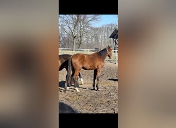 German Riding Horse, Stallion, 2 years, 17 hh, Brown