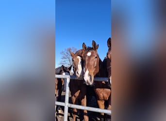 German Riding Horse, Stallion, 2 years, 17 hh, Brown