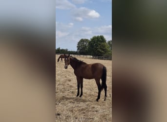German Riding Horse, Stallion, 2 years, 17 hh, Brown