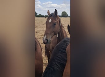 German Riding Horse, Stallion, 2 years, 17 hh, Brown