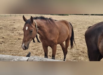 German Riding Horse, Stallion, 2 years, 17 hh, Brown