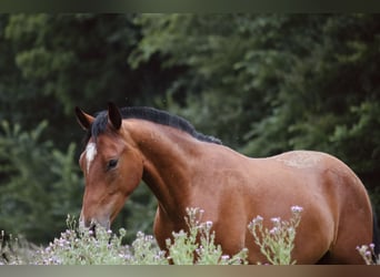 German Riding Horse, Stallion, 2 years, Brown