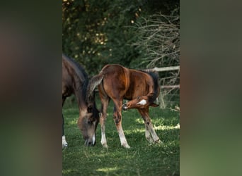German Riding Horse, Stallion, 2 years, Brown