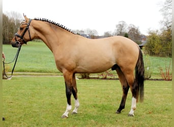 German Riding Horse, Stallion, 3 years, 14.1 hh, Dun