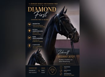 German Riding Horse, Stallion, 3 years, 16.1 hh, Bay-Dark