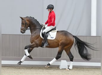 German Riding Horse, Stallion, 3 years, 16.1 hh, Brown