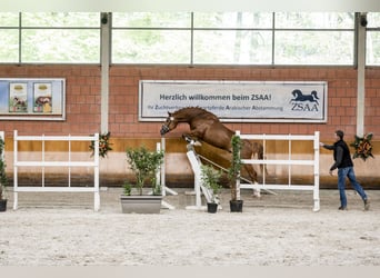 German Riding Horse, Stallion, 3 years, 16.1 hh, Chestnut-Red