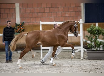 German Riding Horse, Stallion, 3 years, 16.1 hh, Chestnut-Red