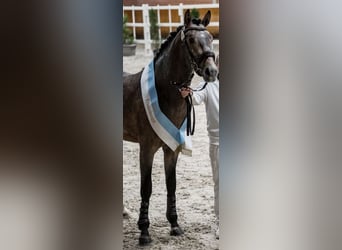 German Riding Horse, Stallion, 3 years, 16.2 hh, Gray
