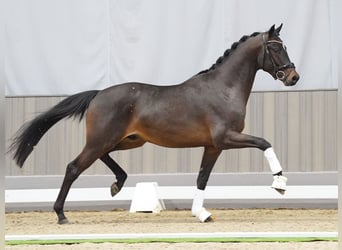 German Riding Horse, Stallion, 3 years, 16 hh, Brown