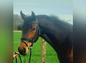 German Riding Horse, Stallion, 3 years, 16 hh, Brown