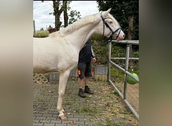 German Riding Horse, Stallion, 3 years, 16 hh, Cremello