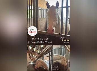 German Riding Horse, Stallion, 3 years, 16 hh, Cremello