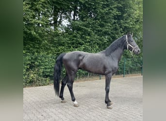 German Riding Horse, Stallion, 3 years, 16,2 hh, Black