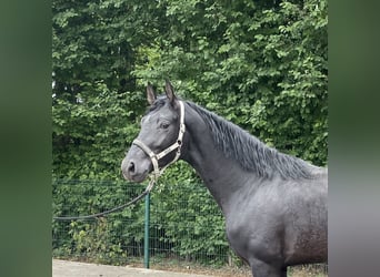 German Riding Horse, Stallion, 3 years, 16,2 hh, Black