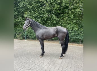 German Riding Horse, Stallion, 3 years, 16,2 hh, Black