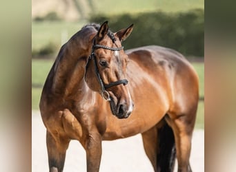 German Riding Horse, Stallion, 3 years, Bay-Dark