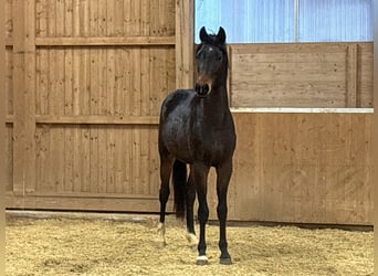 German Riding Horse, Stallion, 3 years, Brown