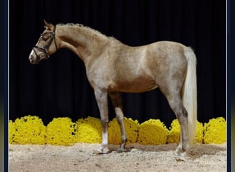 German Riding Horse, Stallion, 4 years, 14.1 hh, Palomino