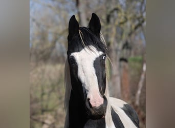 German Riding Horse, Stallion, 4 years, 16.2 hh, Tobiano-all-colors