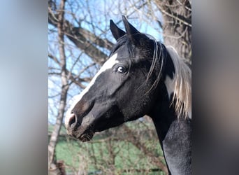German Riding Horse, Stallion, 4 years, 16.2 hh, Tobiano-all-colors