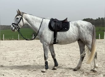 German Riding Horse, Stallion, 4 years, 16.3 hh, Gray