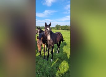 German Riding Horse, Stallion, 5 years, 16,1 hh, Black
