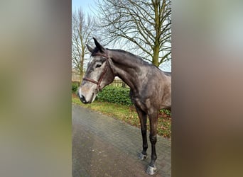 German Riding Horse, Stallion, 6 years, 17 hh, Grey