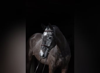 German Riding Horse, Stallion, 6 years, 17 hh, Grey