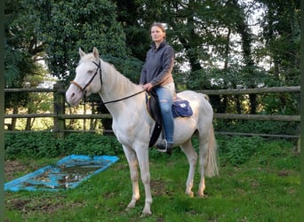 German Riding Horse, Stallion, 9 years, 15.2 hh, Perlino