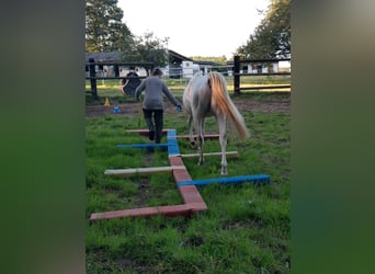 German Riding Horse, Stallion, 9 years, 15.2 hh, Perlino