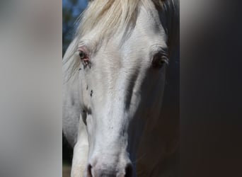 German Riding Horse, Stallion, 9 years, 15.2 hh, Perlino