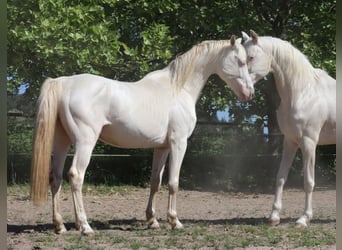 German Riding Horse, Stallion, 9 years, 15.2 hh, Perlino