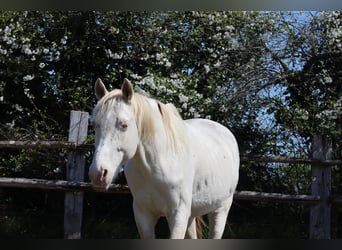 German Riding Horse, Stallion, 9 years, 15.2 hh, Perlino