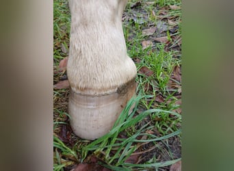 German Riding Horse, Stallion, 9 years, 15.2 hh, Perlino