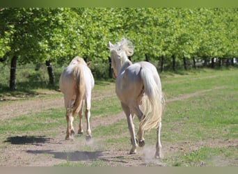 German Riding Horse, Stallion, 9 years, 15,2 hh, Perlino