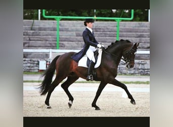German Riding Horse, Stallion, 23 years, 16.2 hh, Bay-Dark