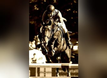 German Riding Horse, Stallion, 19 years, 16.2 hh, Bay-Dark