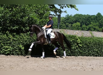 German Riding Horse, Stallion, 13 years, 16.2 hh, Black