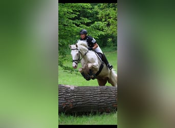 German Riding Horse, Stallion, 16 years, 16 hh, Cremello