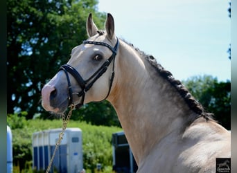 German Riding Horse, Stallion, 17 years, 16 hh, Cremello